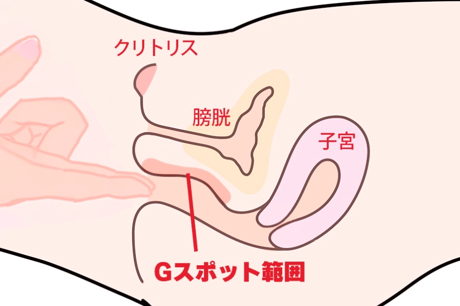 ロールスロイス体位の刺激角度を示す図